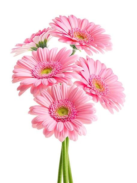 Plastic Flower
